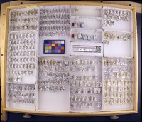 Media resource of Triaenodes abus