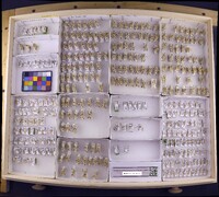 Media resource of Triaenodes forficatus