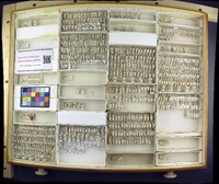 Media resource of Acalypta lillianis