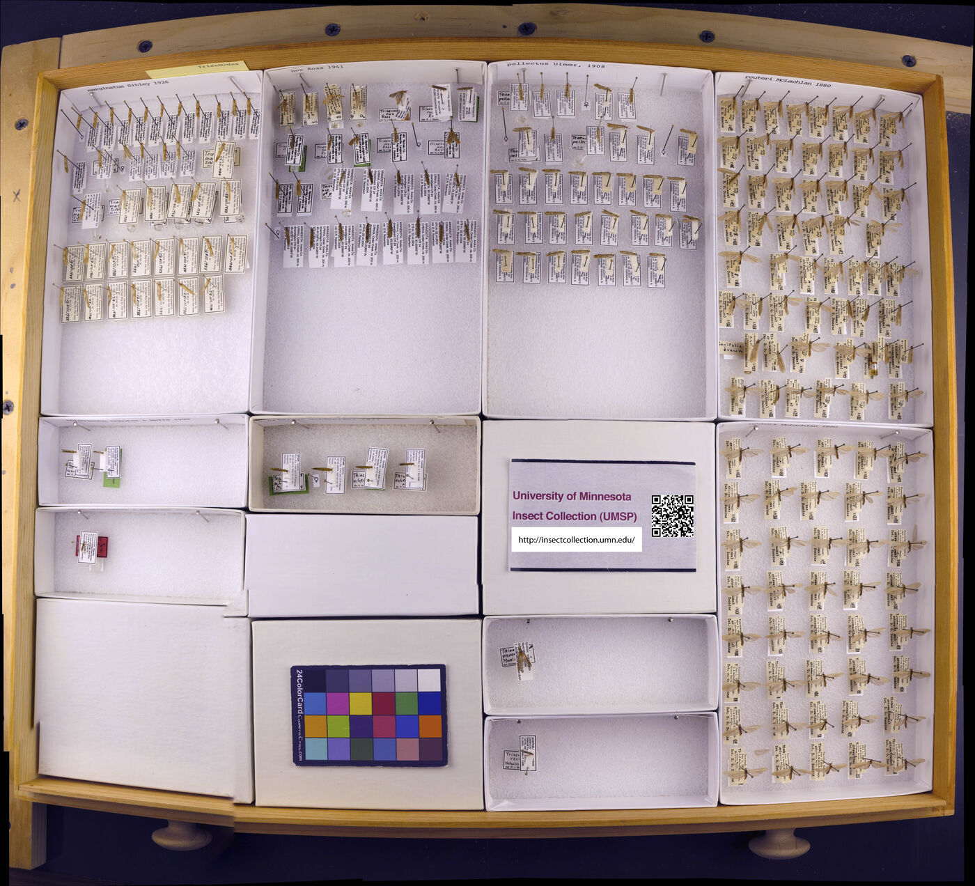 Triaenodes marginatus image