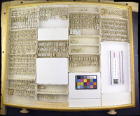 Media resource of Corythucha juglandis