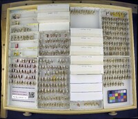 Media resource of Eotilla mickeli