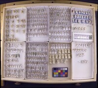 Media resource of Triaenodes tardus