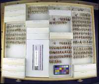 Media resource of Chyphotes calexicensis