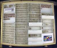 Media resource of Chyphotes melaniceps