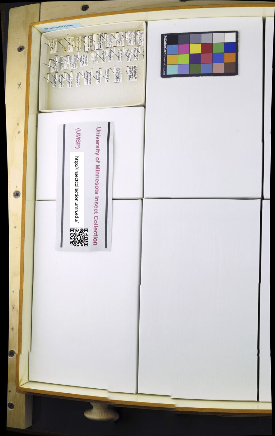 Enicocephalidae image