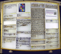 Media resource of Membracis foliata