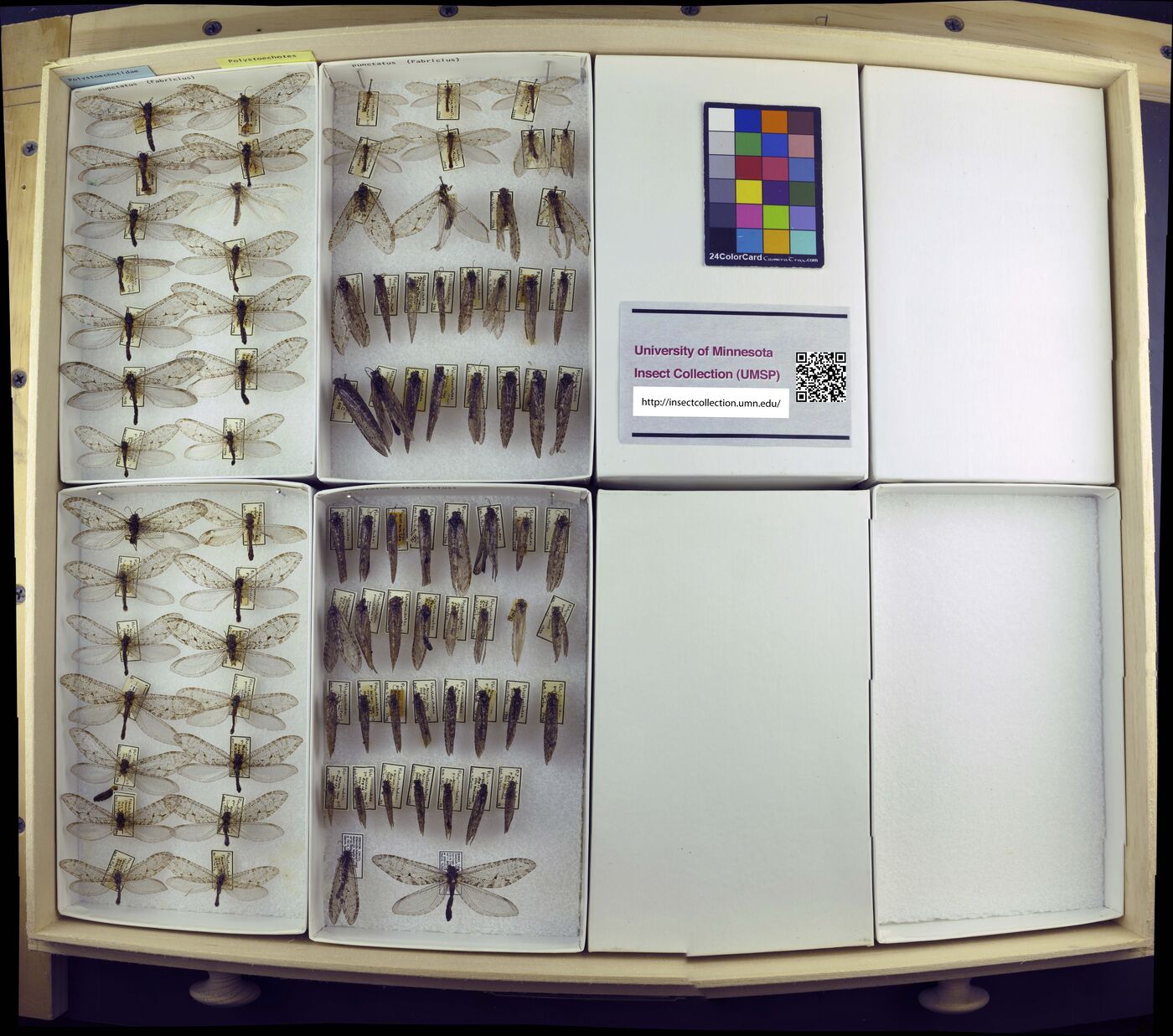 Polystoechotes image