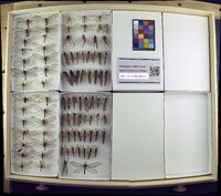 Media resource of Polystoechotes punctata