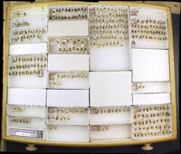 Media resource of Strongylogaster multifasciata