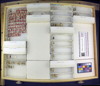 Media resource of Apterogyna olivieri