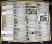 Media resource of Chrestomutilla glossinae