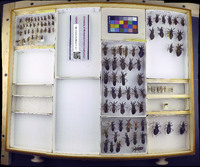 Media resource of Acholla multispinosa