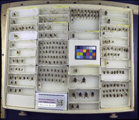 Media resource of Copestylum marginatum