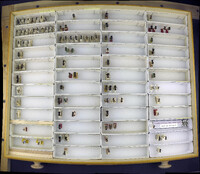 Media resource of Stenomutilla argentata