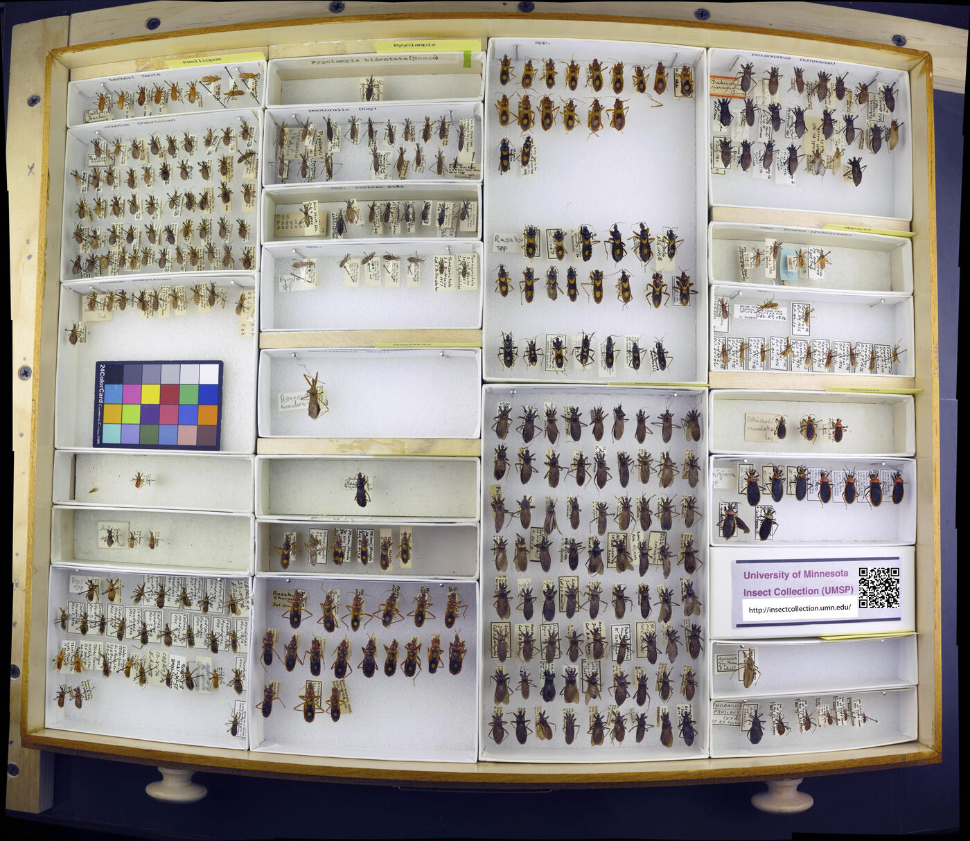 Pselliopus barberi image