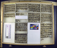 Media resource of Eristalis agrorum