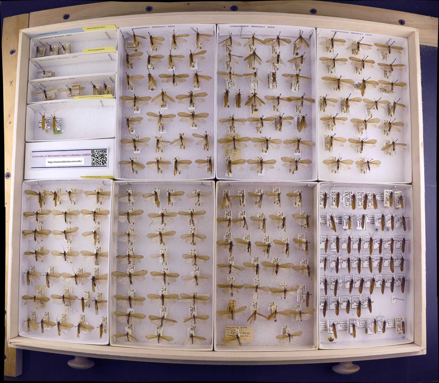 Acrophylax zerberus image