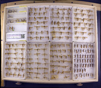 Media resource of Acrophylax zerberus