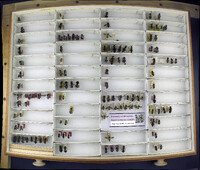 Media resource of Hoplomutilla alagoa