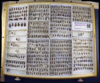 Media resource of Sinea diadema