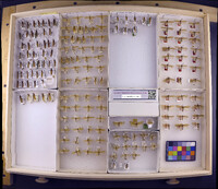 Media resource of Anabolia bimaculata