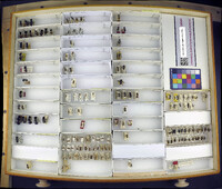 Media resource of Pappognatha egregria