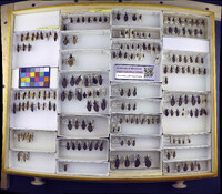 Media resource of Triatoma barberi