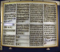 Media resource of Eristalis dimidiata