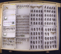 Media resource of Arctopora trimaculata