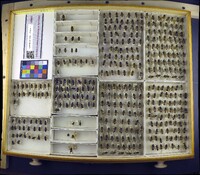 Media resource of Eristalis tenax