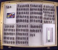 Media resource of Austrocosmoecus hirsutus