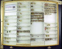 Media resource of Pseudomethoca gila