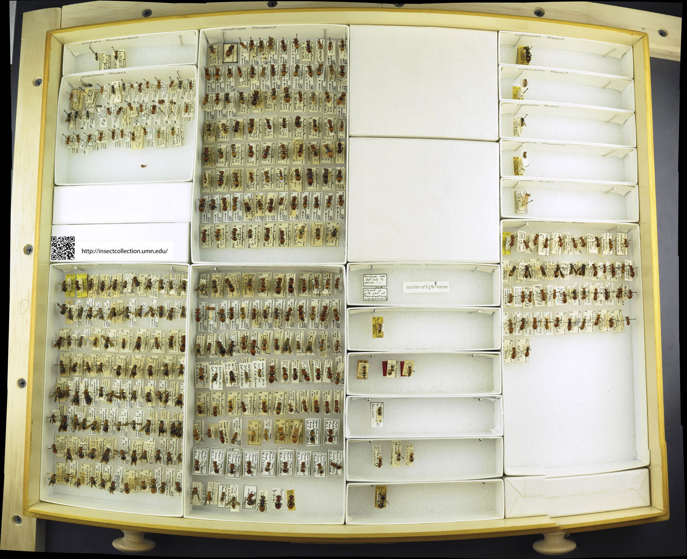 Pseudomethoca plagiata image