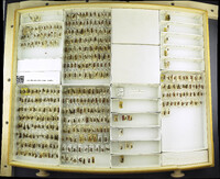 Media resource of Pseudomethoca plagiata