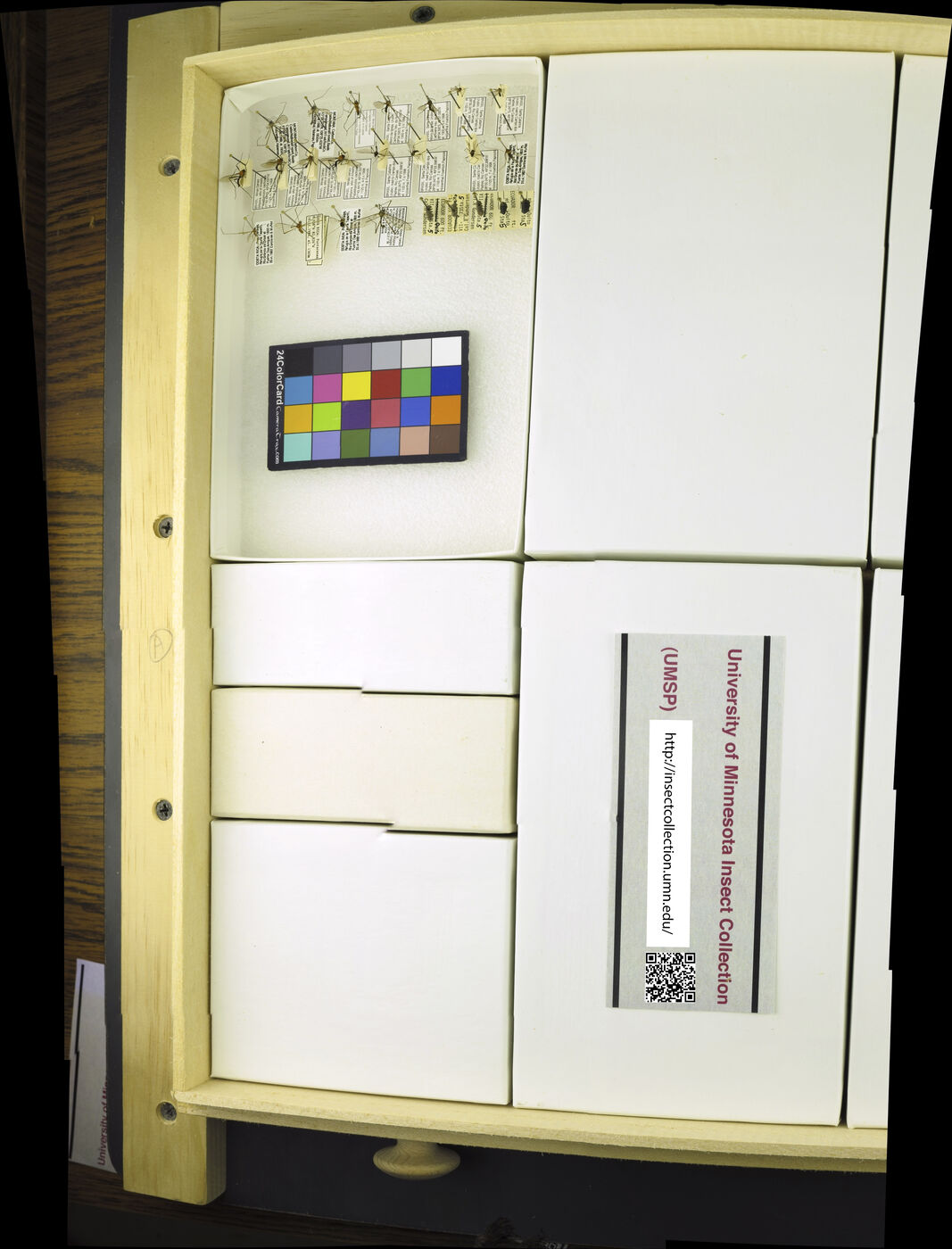 Blephariceridae image