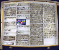 Media resource of Polyglypta dispar