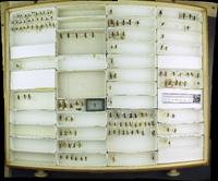 Media resource of Taxonus terminalis