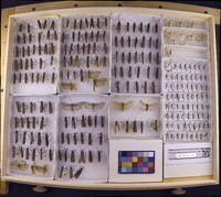 Media resource of Dicosmoecus atripes