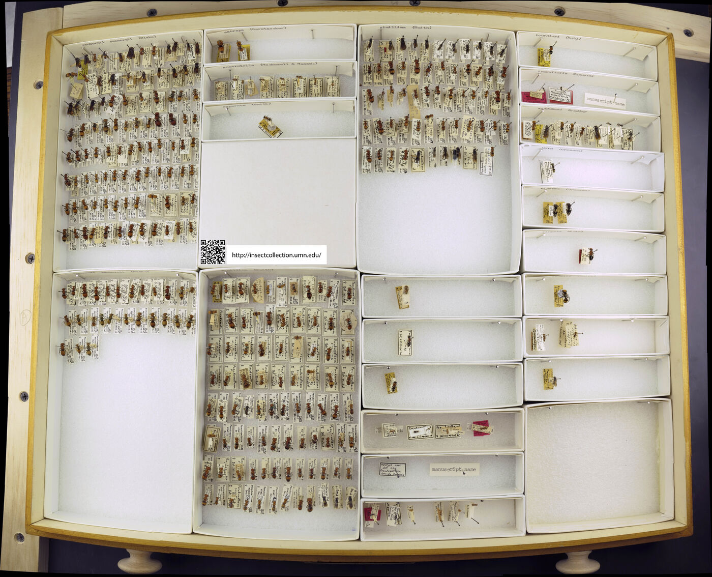 Pseudomethoca sanbornii image