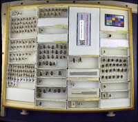 Media resource of Leucozona lucorum