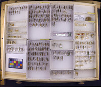 Media resource of Ecclisocosmoecus scylla