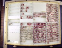 Media resource of Acrophotopsis campylognatha