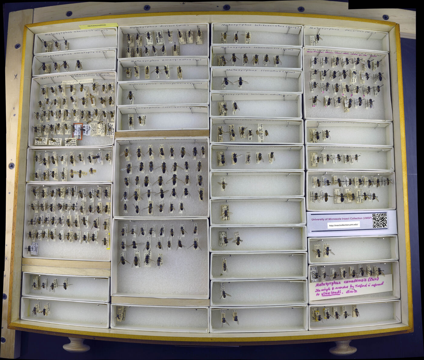 Ceratophyllidae image