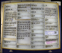 Media resource of Eupeodes abberrantis