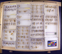 Media resource of Glyphotaelius pellucidus