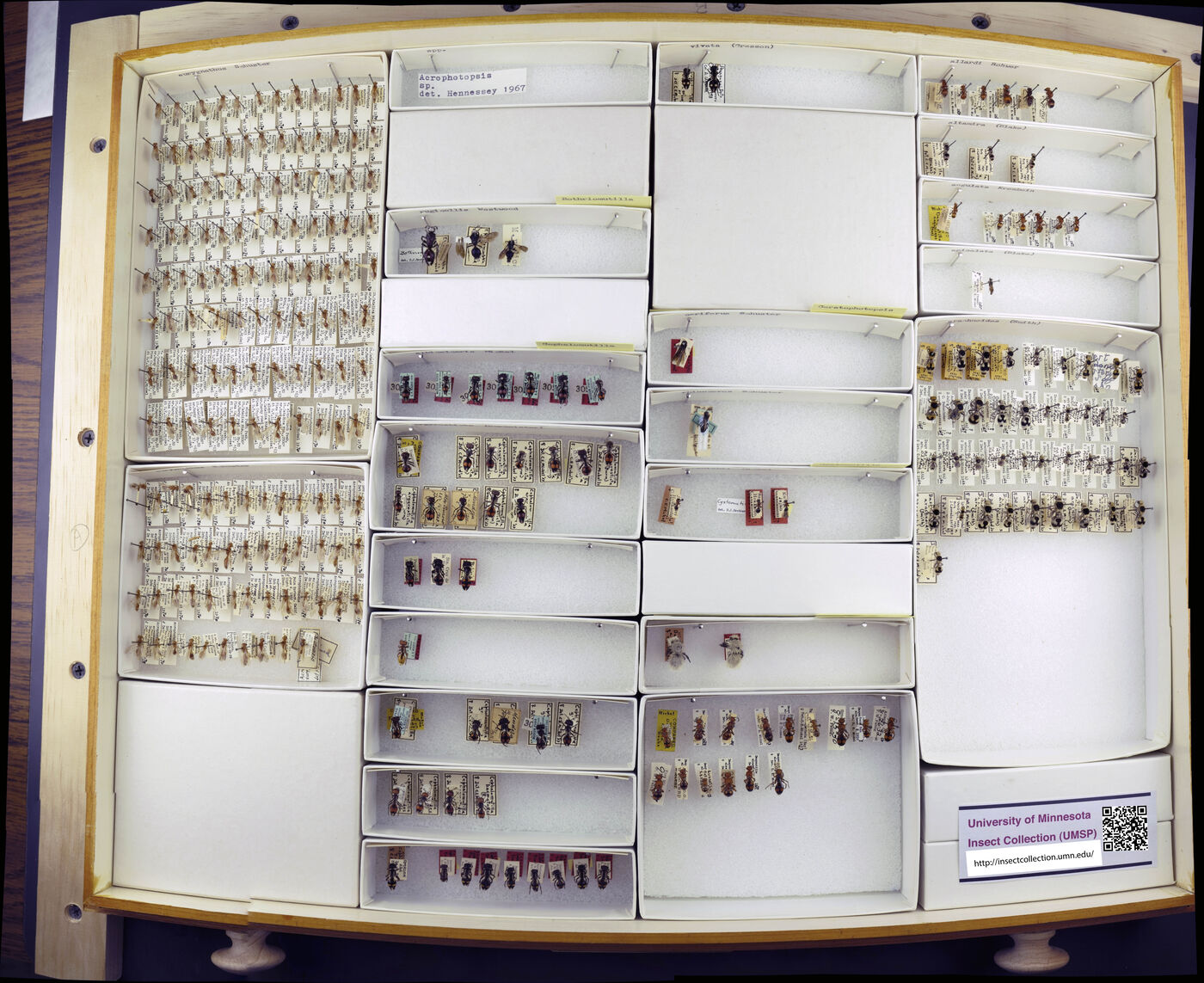 Bothriomutilla image