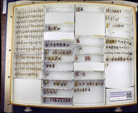 Media resource of Bothriomutilla rugicollis