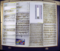 Media resource of Alloeorhynchus flavipes