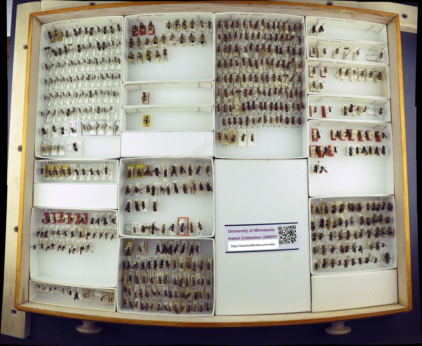 Dasymutilla araneoides image